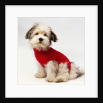 Bichon Havanaise Wearing Red Sweater by Anonymous