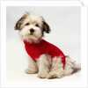Bichon Havanaise Wearing Red Sweater by Anonymous