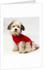 Bichon Havanaise Wearing Red Sweater by Anonymous