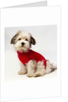 Bichon Havanaise Wearing Red Sweater by Anonymous