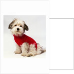 Bichon Havanaise Wearing Red Sweater by Anonymous