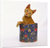 Kitten Sitting in Flowered Cookie Tin by Anonymous