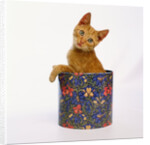 Kitten Sitting in Flowered Cookie Tin by Anonymous