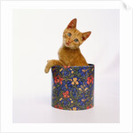 Kitten Sitting in Flowered Cookie Tin by Anonymous