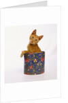 Kitten Sitting in Flowered Cookie Tin by Anonymous