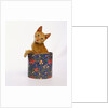Kitten Sitting in Flowered Cookie Tin by Anonymous