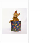 Kitten Sitting in Flowered Cookie Tin by Anonymous