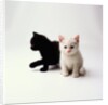 Black Kitten and White Kitten by Anonymous