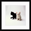 Black Kitten and White Kitten by Anonymous