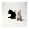 Black Kitten and White Kitten by Anonymous
