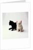 Black Kitten and White Kitten by Anonymous