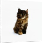 Ragdoll Kitten by Anonymous