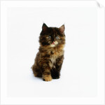 Ragdoll Kitten by Anonymous