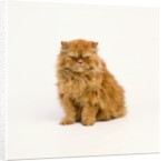 Persian Longhair Cat by Anonymous