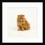 Persian Longhair Cat by Anonymous