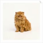 Persian Longhair Cat by Anonymous