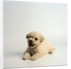 Bichon Frise Puppy by Anonymous