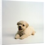 Bichon Frise Puppy by Anonymous