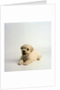 Bichon Frise Puppy by Anonymous