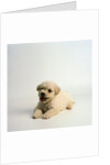 Bichon Frise Puppy by Anonymous