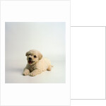 Bichon Frise Puppy by Anonymous
