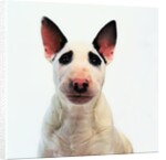 English Bull Terrier by Anonymous