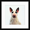 English Bull Terrier by Anonymous