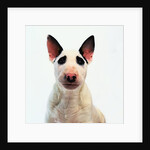 English Bull Terrier by Anonymous