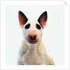 English Bull Terrier by Anonymous