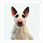 English Bull Terrier by Anonymous