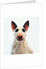 English Bull Terrier by Anonymous