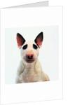 English Bull Terrier by Anonymous