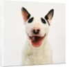 Bull Terrier by Anonymous