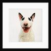 Bull Terrier by Anonymous