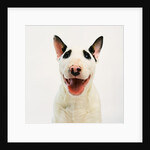 Bull Terrier by Anonymous