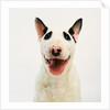 Bull Terrier by Anonymous