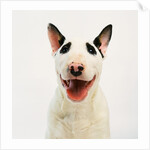 Bull Terrier by Anonymous