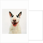Bull Terrier by Anonymous