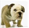 English Bulldog Puppy by Anonymous