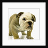 English Bulldog Puppy by Anonymous
