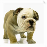 English Bulldog Puppy by Anonymous