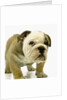 English Bulldog Puppy by Anonymous