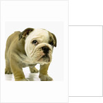 English Bulldog Puppy by Anonymous