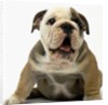English Bulldog Puppy by Anonymous