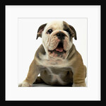 English Bulldog Puppy by Anonymous