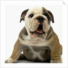 English Bulldog Puppy by Anonymous