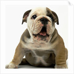 English Bulldog Puppy by Anonymous