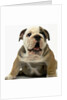 English Bulldog Puppy by Anonymous
