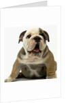 English Bulldog Puppy by Anonymous