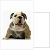 English Bulldog Puppy by Anonymous